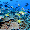 Play free Reef Fish Puzzle game
