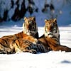 Play free Lounging Siberian Tiger game