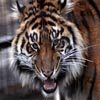 Play free Closeup Tiger game