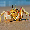 Alone crab at the beach puzzle Games to Play Free