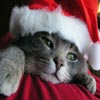 Play free Christmas Cat Sliding game