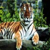 Play free Puzzles: Tigers game