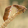 Two field mouse slide puzzle Games to Play Free