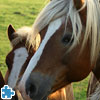 Play free Horses Jigsaw game