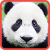 Parts of Picture:Panda Games to Play Free