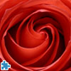 Play free Red Rose Jigsaw game